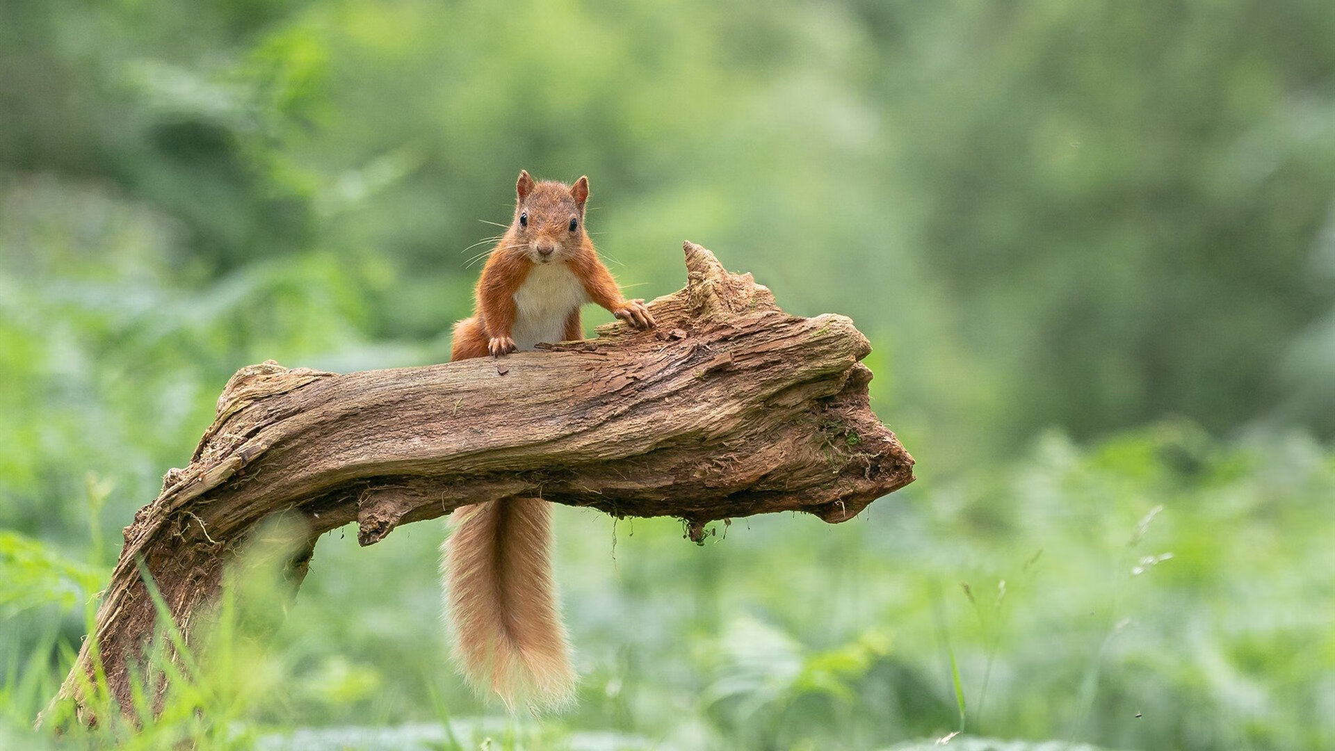 武切维奇统治级表现让比赛提前失去悬念，吉林队横扫马刺展现团队篮球魅力